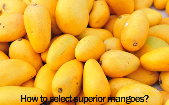 How to select mangoes