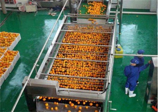 fruit sorting machine