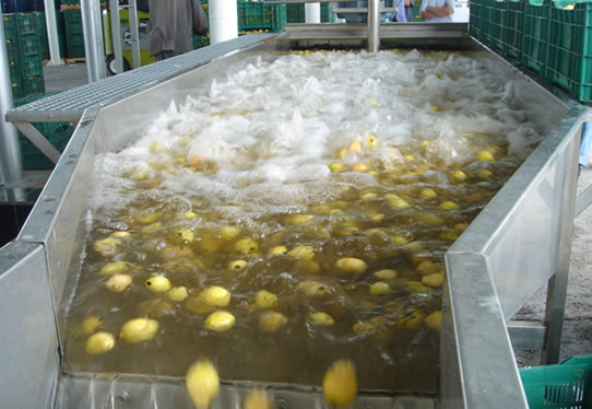 fruit washing machine