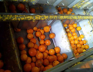 oranges in the essential oil extraction