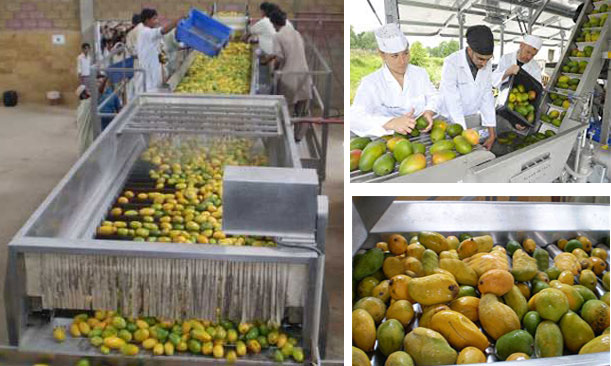 process of making mango juice 
