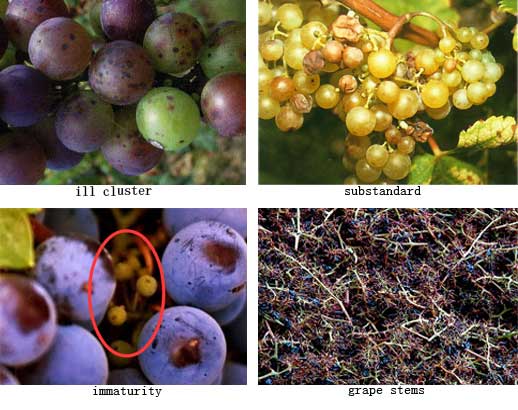 substandard grapes