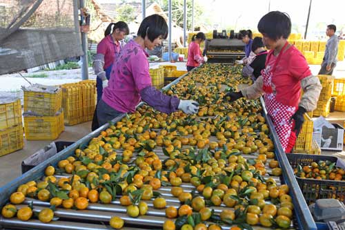 workers sorting oranges