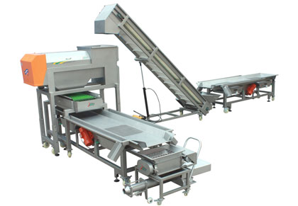 grape grain screening line