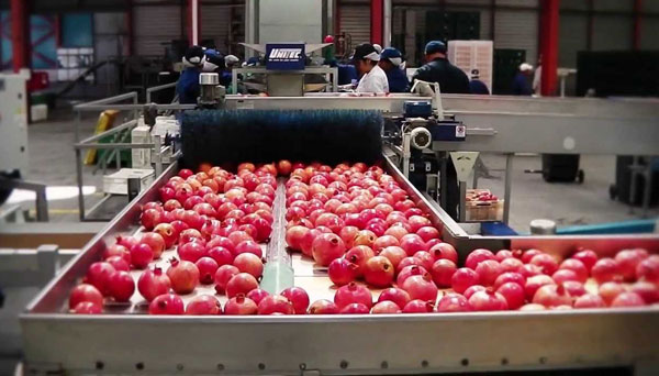 Pomegranate juice production line 
